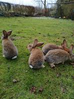 Vlaamse reus rammen, Dieren en Toebehoren, Konijnen, Mannelijk, Groot, 0 tot 2 jaar