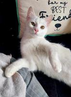 Jonge knuffelkat Nubi (gesteriliseerd), Dieren en Toebehoren, Poes, Kortharig, 0 tot 2 jaar