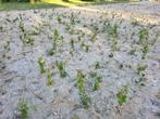 Diverse stekjes, boompjes: wilg, berk, eik, Tuin en Terras, Planten | Bomen, Ophalen, Overige soorten, Minder dan 100 cm