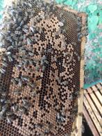 BIJENVOLKEN GEZOCHT, BIJENVOLK, BIJEN, HONINGBIJEN, Bijen