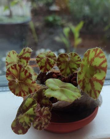 Begonia Rondeau beschikbaar voor biedingen