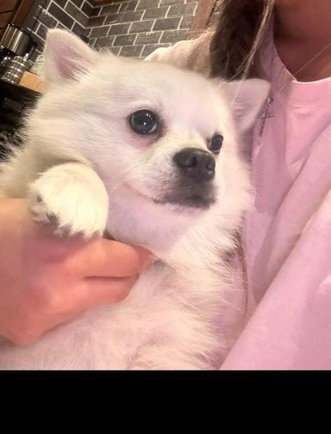 Hond te koop, Dieren en Toebehoren, Honden | Niet-rashonden, Klein, Reu, Particulier, Eén hond, Nederland, 3 tot 5 jaar, CDV (hondenziekte)