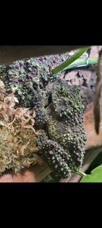 Theloderma corticale 4x compleet met terrarium, Dieren en Toebehoren, Reptielen en Amfibieën, Hagedis, Met terrarium, 0 tot 2 jaar
