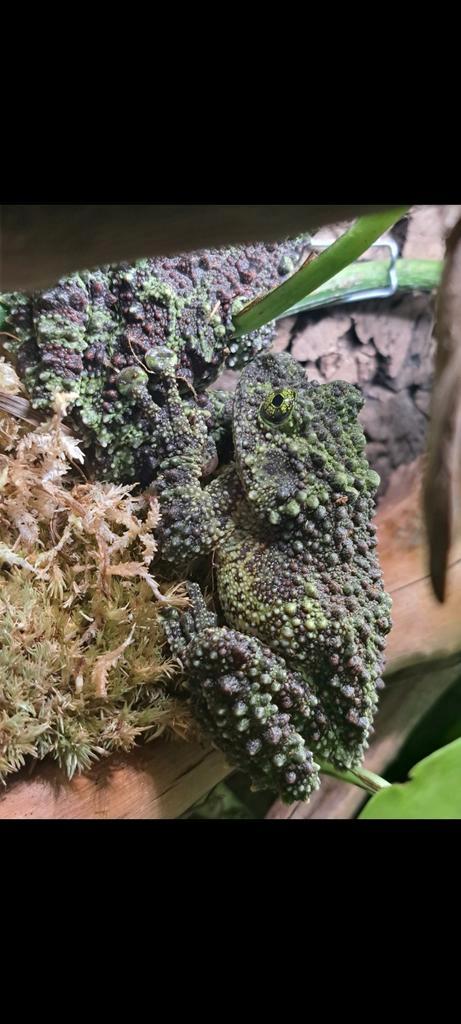 Theloderma corticale 4x compleet met terrarium, Dieren en Toebehoren, Reptielen en Amfibieën, Hagedis, 0 tot 2 jaar, Met terrarium