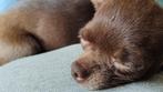 Chihuahua teefje, Dieren en Toebehoren, Honden | Chihuahua's en Gezelschapshonden, Teef, Eén hond, Chihuahua, 3 tot 5 jaar