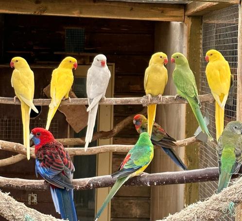 Verschillende soorten kromsnavels, kanaries en tropen, Dieren en Toebehoren, Vogels | Parkieten en Papegaaien, Parkiet, Meerdere dieren