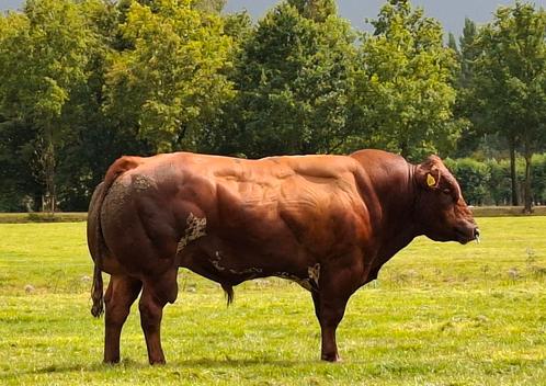 Super dikbil VRB stamboek stier VERKOCHT, Dieren en Toebehoren, Runderen, Mannelijk