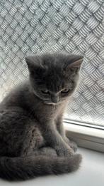 3 Britsekorthaar, Dieren en Toebehoren, Katten en Kittens | Raskatten | Korthaar, Poes, 0 tot 2 jaar