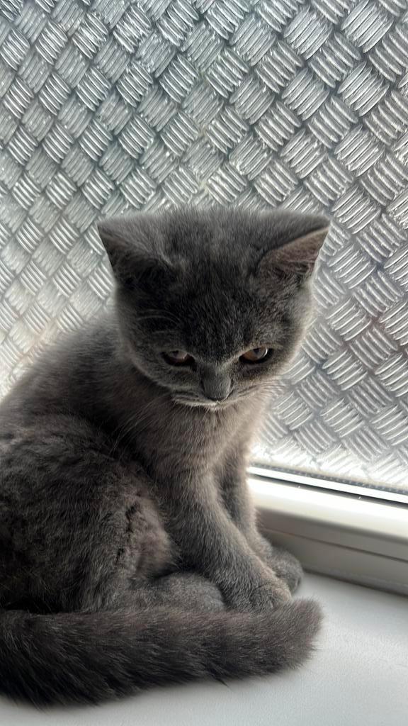 3 Britsekorthaar, Dieren en Toebehoren, Katten en Kittens | Raskatten | Korthaar, Poes, 0 tot 2 jaar
