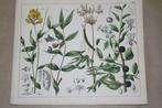 Antieke botanische kleurenlitho - Oa Sleedoorn Spirea 1862 !, Antiek en Kunst, Kunst | Litho's en Zeefdrukken, Ophalen of Verzenden