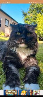 Maine Coon Dekkater/ niet te koop