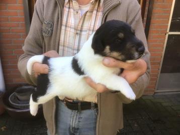 Engelse gladhaar Foxterrier pups  beschikbaar voor biedingen