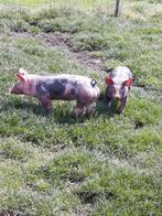 Pietrain biggen, Dieren en Toebehoren, Varken