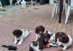 Stabij / wetterhoun pups, Rabiës (hondsdolheid), Reu, 8 tot 15 weken, Meerdere