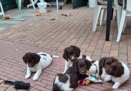 Stabij / wetterhoun pups, Dieren en Toebehoren, Honden | Niet-rashonden, Middel, Reu, Particulier, Meerdere, Nederland, 8 tot 15 weken