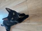 Europese korthaar poes 1,5 jaar oud., Poes, Gechipt