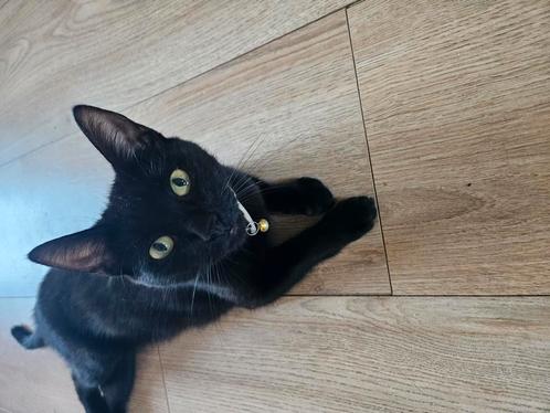 Europese korthaar poes 1,5 jaar oud., Dieren en Toebehoren, Katten en Kittens | Raskatten | Korthaar, Poes, Gechipt