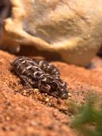 Viper vrouwtje gekko, Dieren en Toebehoren, Reptielen en Amfibieën, Amfibie, 0 tot 2 jaar