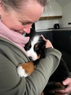 Berner Sennen Pups Beschikbaar – geboren 16 oktober 2025!, Rabiës (hondsdolheid), Meerdere, Meerdere dieren, Nederland