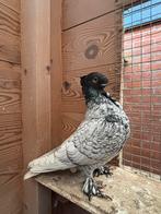 Oosterse meeuwen, Dieren en Toebehoren, Vogels | Duiven