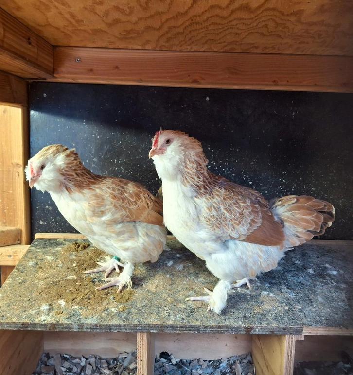 Broedeieren Faverolle kriel, Dieren en Toebehoren, Pluimvee, Kip, Geslacht onbekend