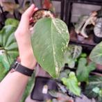 Monstera albo variegata (2), Huis en Inrichting, Kamerplanten, Ophalen of Verzenden, Halfschaduw, Minder dan 100 cm