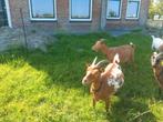 Leuke dwerggeitjes, Dieren en Toebehoren, Vrouwelijk, Geit, 3 tot 5 jaar