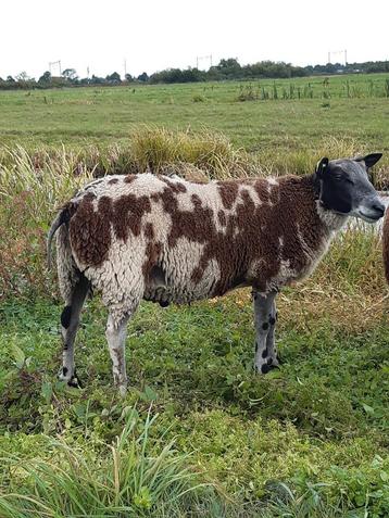 Bonte dekram beschikbaar voor biedingen