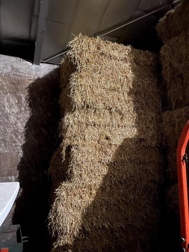Grote balen tarwe stro, Dieren en Toebehoren, Dierenvoeding, Vee, Verzenden