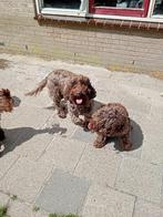 Cockapoo teefje 2,5 jaar zoekt nieuwe baasjes, Dieren en Toebehoren, Honden | Chihuahua's en Gezelschapshonden, Overige rassen