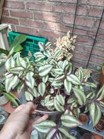 Verschillende tradescantia stekjes, Huis en Inrichting, Kamerplanten, Ophalen, Overige soorten, Minder dan 100 cm