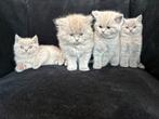 Prachtige britse korthaar kittens lilac, Dieren en Toebehoren, Katten en Kittens | Raskatten | Korthaar, Ontwormd, 0 tot 2 jaar