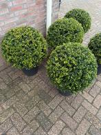 Ilex Crenata convexa bol buxusvervanger, Ophalen, Hulst, Minder dan 100 cm