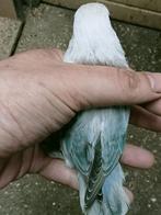Prachtige piep jonge agapornis fisheri euwing pastel, Meerdere dieren, Dwergpapegaai of Agapornis, Geringd