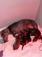 Teckel pup laatste teefje, Dieren en Toebehoren, Honden | Teckels en Dashonden, CDV (hondenziekte), 8 tot 15 weken, Korthaar, Meerdere