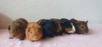 Jonge cavia zeugjes mogen verhuizen, Dieren en Toebehoren, Knaagdieren, Vrouwelijk, Cavia, Na 1 juli 2024, Tam