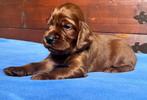 Ierse Setter Pups LAATSTE 2 REUTJES, Dieren en Toebehoren, Rabiës (hondsdolheid), 8 tot 15 weken, Meerdere, Meerdere dieren