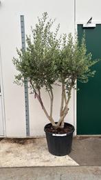 Olijfboom multistam 220cm pot 55cm, 100 tot 250 cm, Olijfboom, Zomer, Ophalen