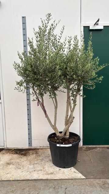 Olijfboom multistam 220cm pot 55cm beschikbaar voor biedingen