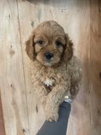 Cavapoo pups reutje, Dieren en Toebehoren, Honden | Chihuahua's en Gezelschapshonden, Overige rassen, CDV (hondenziekte), 8 tot 15 weken