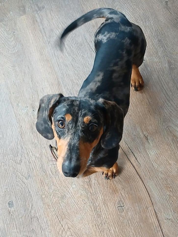 Blue Merle Tan teckelreutje (27-3-2025) voor energieke baas, Dieren en Toebehoren, Honden | Teckels en Dashonden, Reu, Korthaar