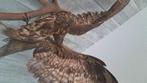 Opgezette Buizerd Adelaar, Ophalen, Vogel, Opgezet dier