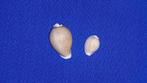 schelpen, Cypraea miliaris, set van 2 stuks, Ophalen of Verzenden, Schelp(en)