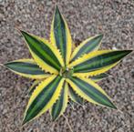 Agave Lophantha Quadricolor p13