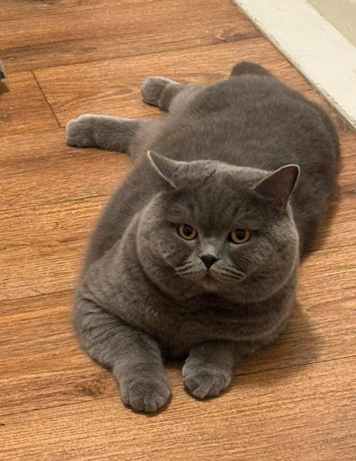 DEKKATER Britse Korthaar (ervaren), Dieren en Toebehoren, Katten en Kittens | Dekkaters