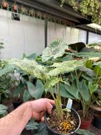 Alocasia macrorhizza variegata - Olifantsoor, Huis en Inrichting, Kamerplanten, Overige soorten, In pot, Minder dan 100 cm, Groene kamerplant