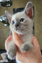 Thai siamees kitten ( met stamboom), 0 tot 2 jaar