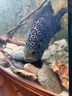 Jaguar ciclide, Dieren en Toebehoren, Vissen | Aquariumvissen, Vis