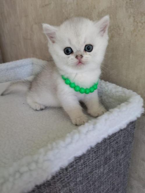 Britse super mooie kittens, Dieren en Toebehoren, Katten en Kittens | Raskatten | Korthaar, Meerdere dieren, Met stamboom, Gechipt
