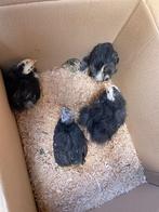 Cochin kriel, zijdeveer en gladveer, zwart/wit gepareld, Dieren en Toebehoren, Pluimvee, Meerdere dieren, Kip